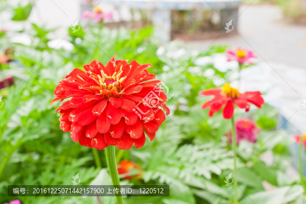 花園里的紅花