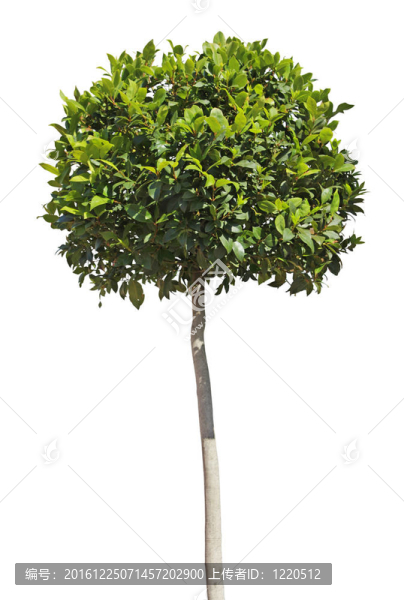 樹灣