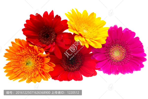 Gerber,Daisy孤立在白色背景