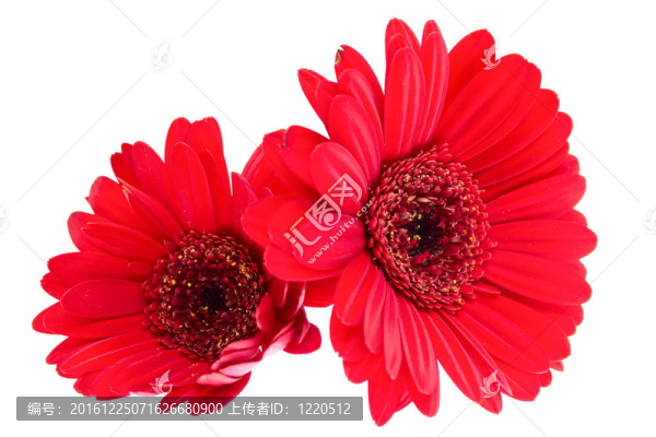Gerber,Daisy孤立在白色背景