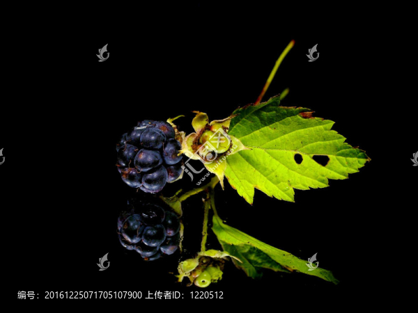 黑莓綠葉