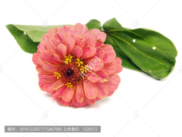 百日草的花