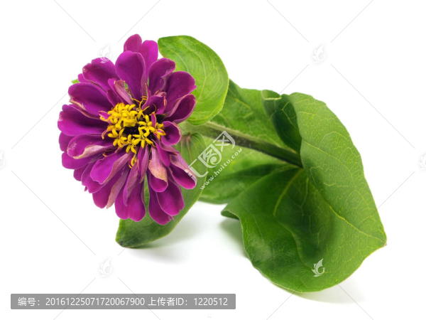 百日草的花