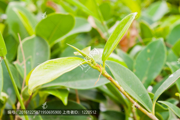 綠色的葉子