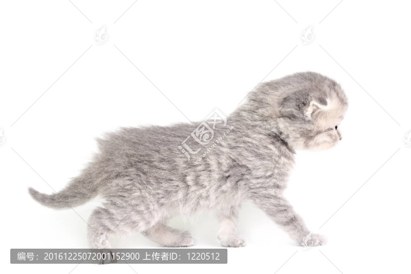 小貓走