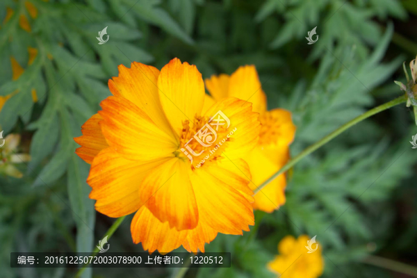 大波斯菊