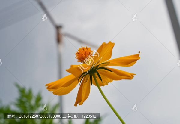 大波斯菊