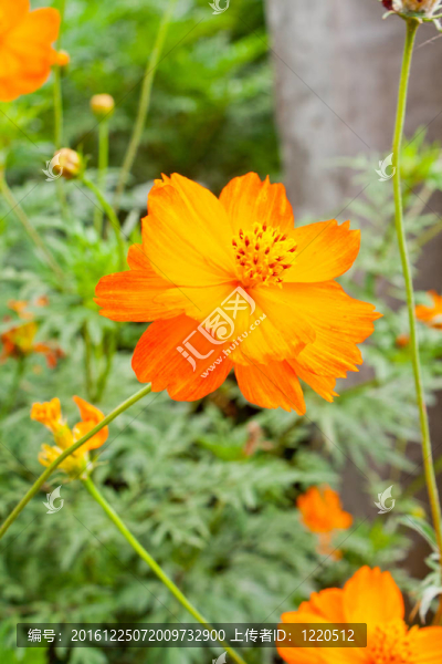 大波斯菊
