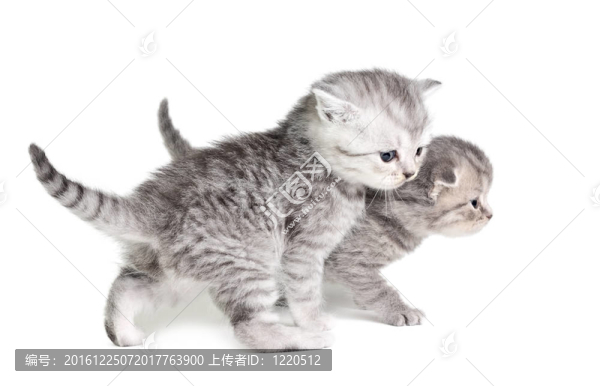兩只小貓散步
