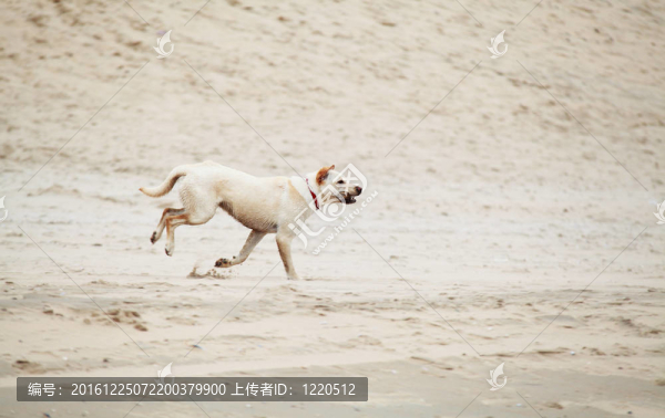 戶外跑的狗