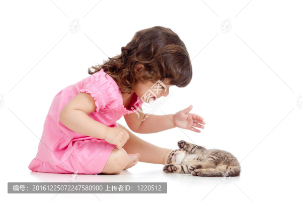 逗小孩玩蘇格蘭小貓