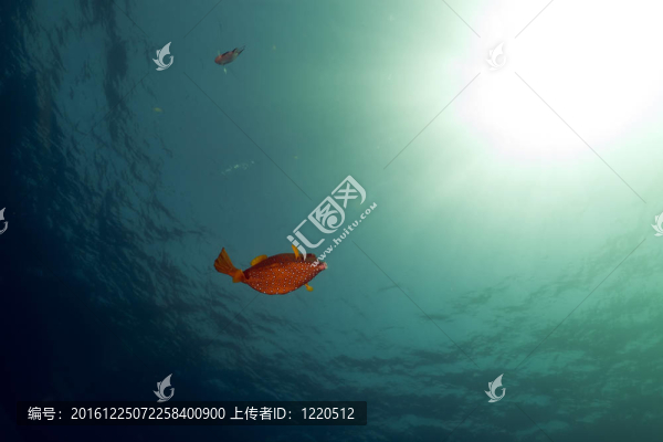 Boxfish；在紅色的海洋和陽(yáng)光。