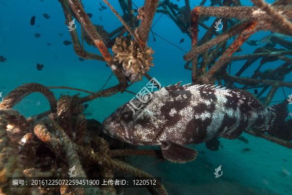 石斑魚在人工魚礁。