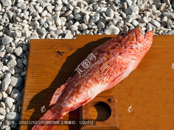 紅魚