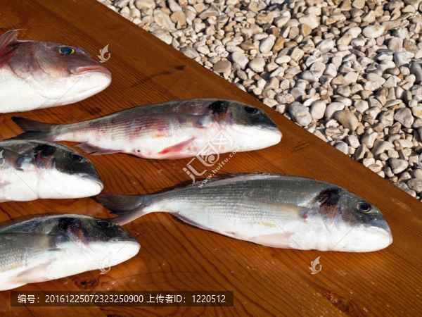 烏頰魚
