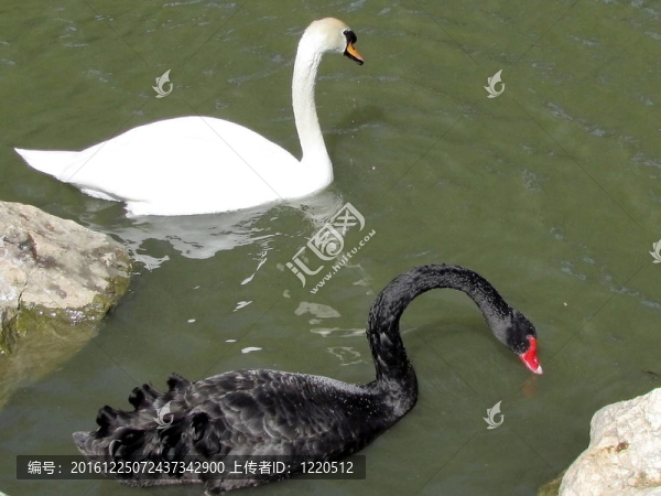 甘園白天鵝和黑2012