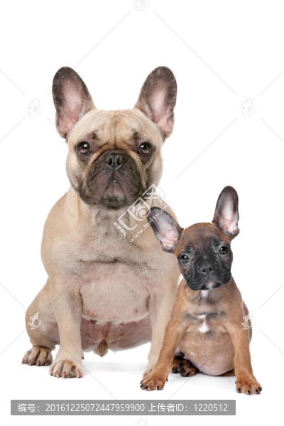 法國斗牛犬成人和小狗