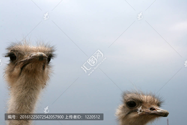 鴕鳥
