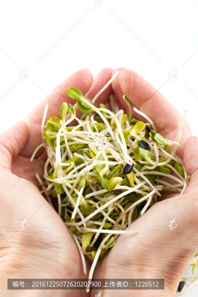 白色背景新鮮苜蓿芽