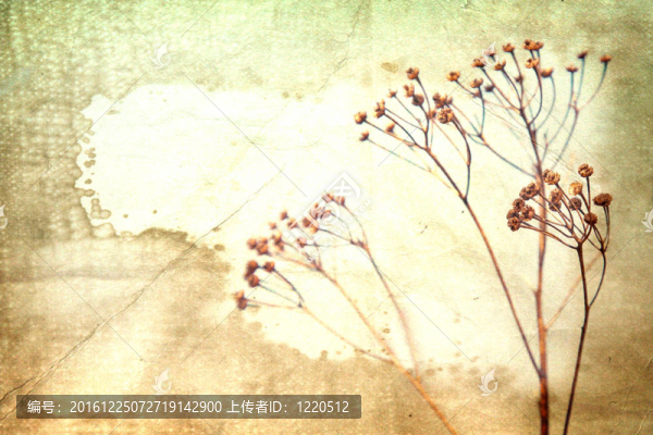 舊書背景下的干花。