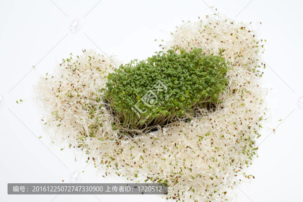 新鮮的苜蓿芽，在白色背景的水芹