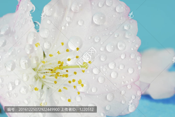 濕的櫻花