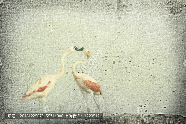 火烈鳥