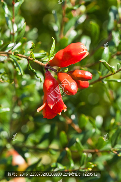 石榴果實(shí)和開(kāi)花在陽(yáng)光燦爛的日子