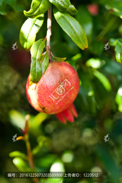 石榴果實(shí)和開(kāi)花在陽(yáng)光燦爛的日子