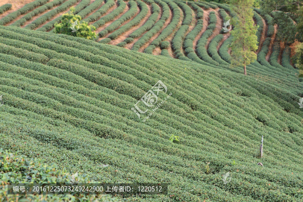 綠茶農(nóng)場