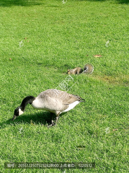 多倫多高公園2005