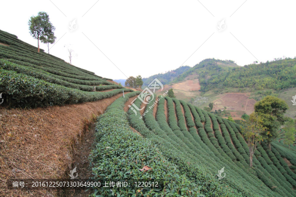 綠茶農(nóng)場