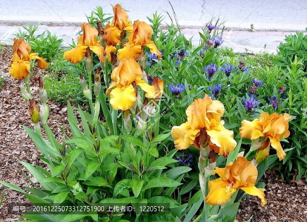 多倫多高公園橙鳶尾2009