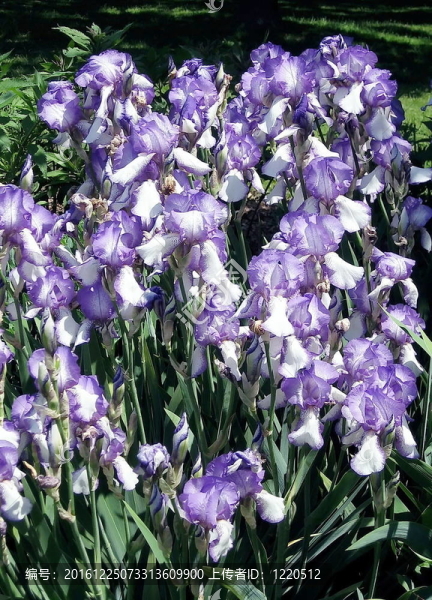 多倫多高公園藍(lán)旗2009