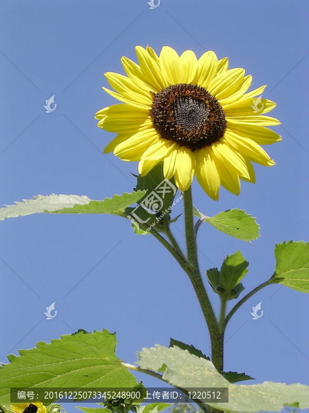 多倫多高公園向日葵2004-匯圖網(wǎng) www.fosd68.com 多倫多高公園向日葵2004