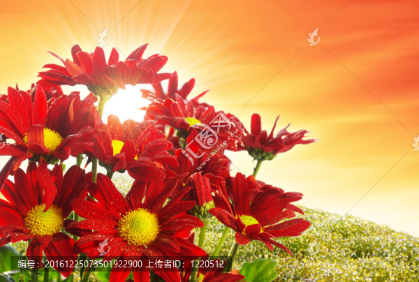 春天的花