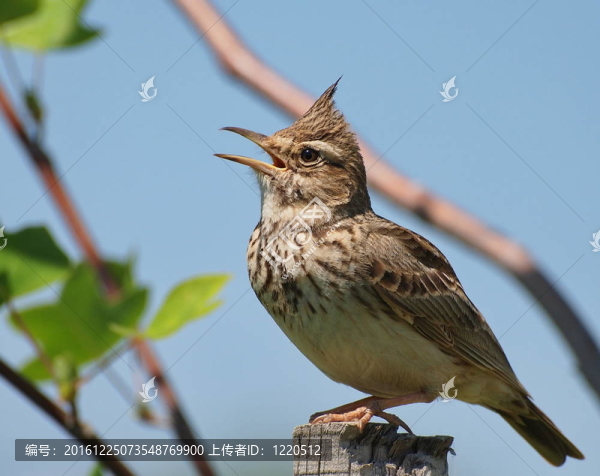鳳頭百靈；Galerida,cristata