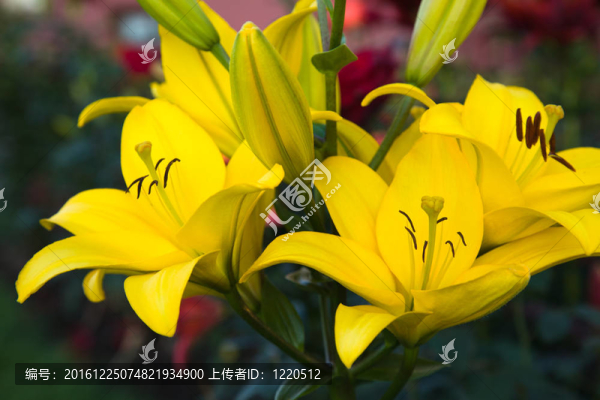 百合（在花園里）