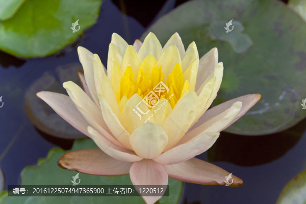 白蓮花