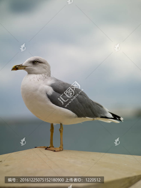 海鷗