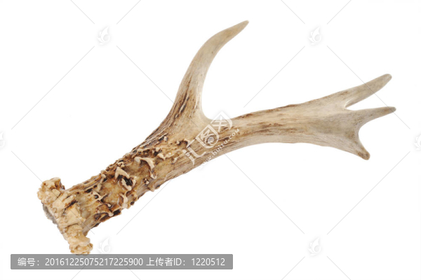 鹿角