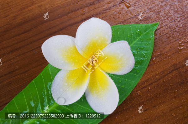 雞蛋花溫泉花