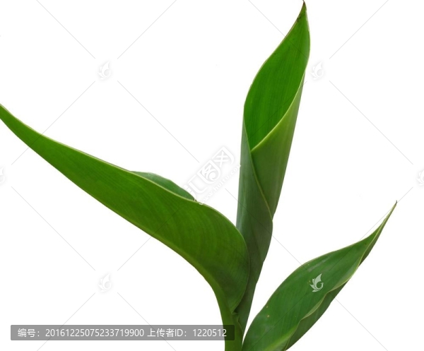 香蕉葉