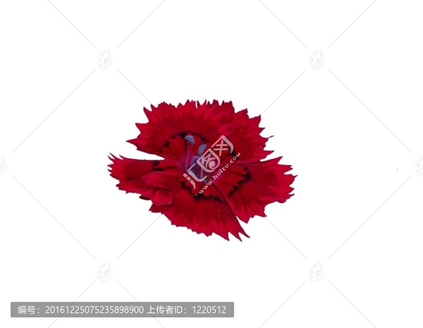 紅色的花