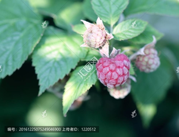 紅樹莓