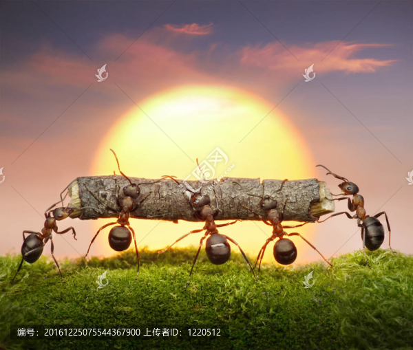 螞蟻隊(duì)在日落時(shí)進(jìn)行日志；團(tuán)隊(duì)合作的概念