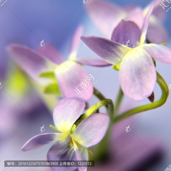 花的背景