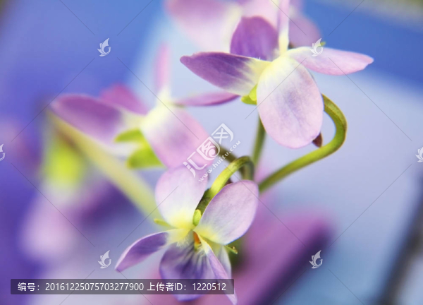 花的背景