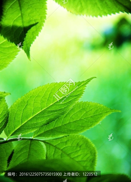 春天的背景