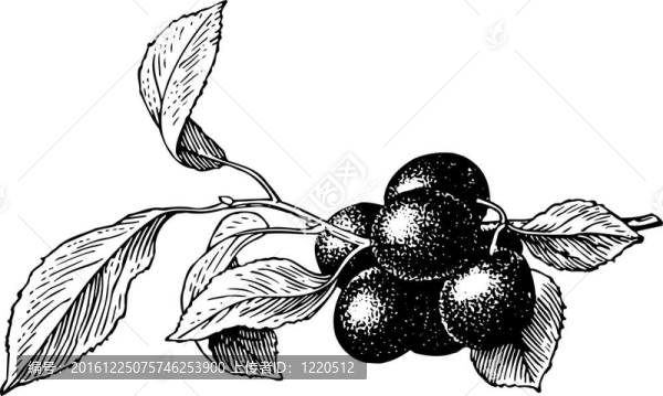 Plums（Prunus,insititia）